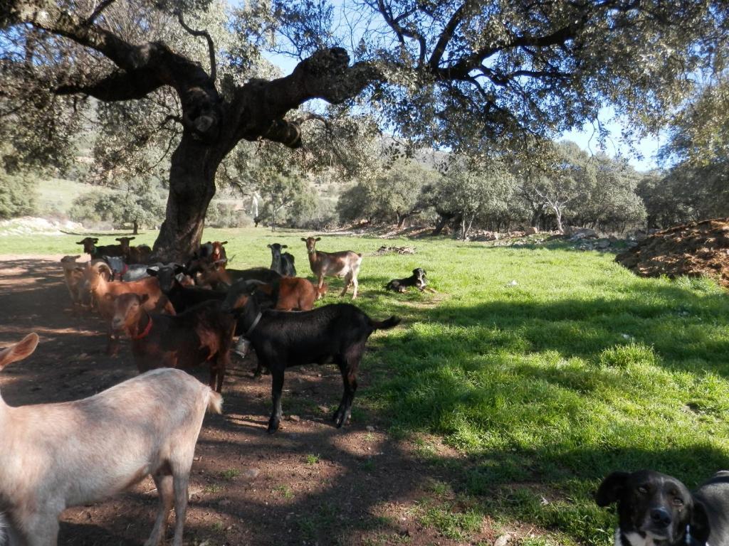 Apartamentos Rurales En Plena Sierra La Calera Eksteriør bilde